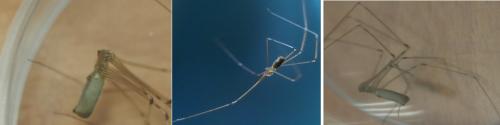Pholcus phalangioides